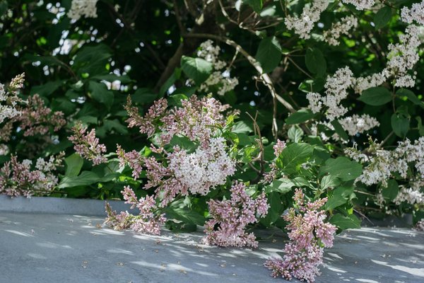 Déplacement simplifié : stratégies essentielles pour un déménagement réussi d"une personne à besoins particuliers