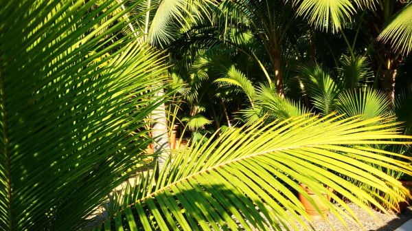 Top conseils pour entretenir correctement vos palmiers et jardin